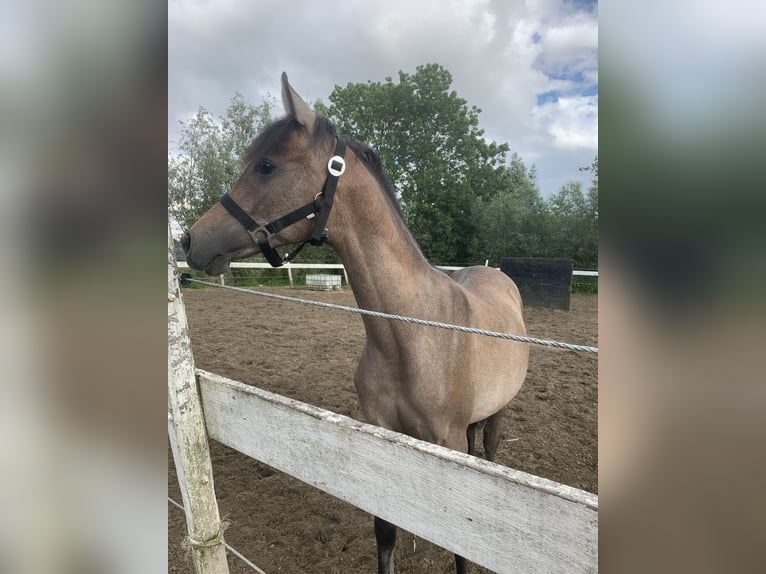 Vollblutaraber Hengst 1 Jahr 145 cm White in Hardinxveld-Giessendam