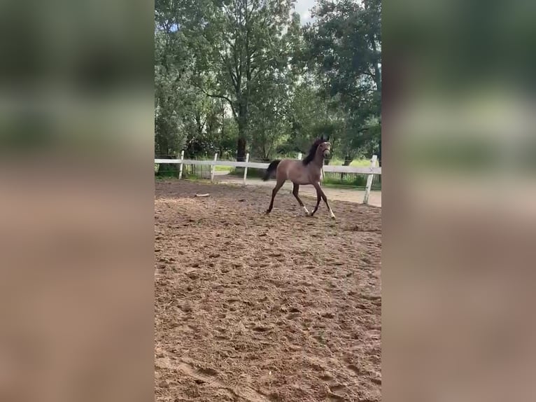 Vollblutaraber Hengst 1 Jahr 145 cm White in Hardinxveld-Giessendam