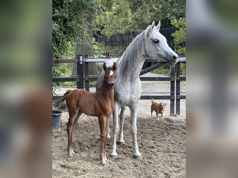 Vollblutaraber Hengst 1 Jahr 147 cm Brauner in Uddel