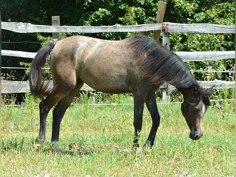 Vollblutaraber Hengst 1 Jahr 147 cm Schimmel in Koprivnica