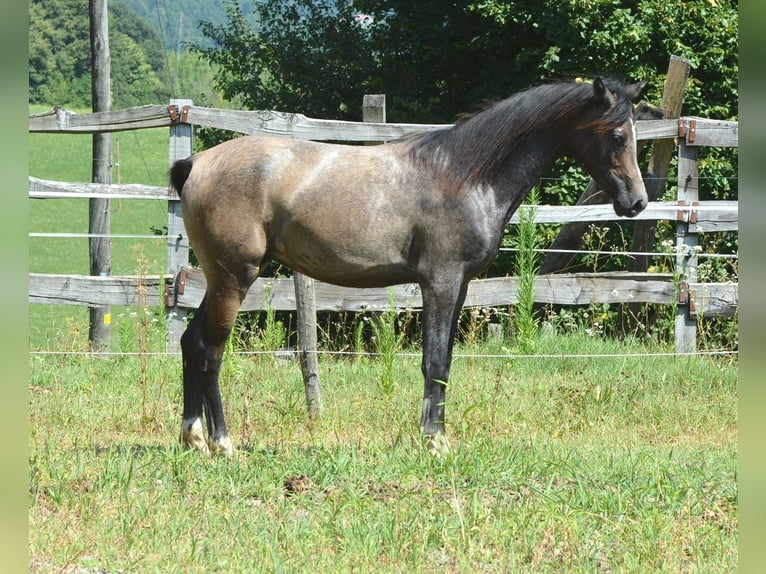 Vollblutaraber Hengst 1 Jahr 147 cm Schimmel in Koprivnica