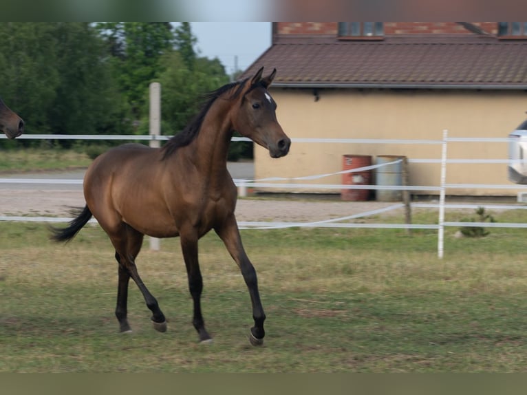 Vollblutaraber Hengst 1 Jahr 148 cm Rotbrauner in Dziemiany