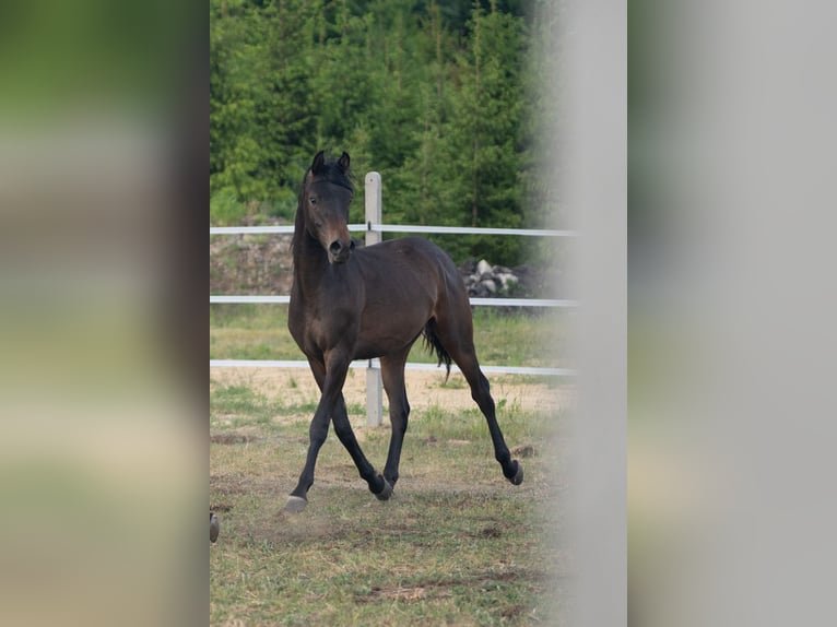 Vollblutaraber Hengst 1 Jahr 148 cm Schwarzbrauner in Dziemiany