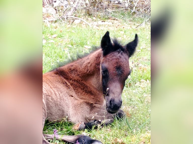 Vollblutaraber Hengst 1 Jahr 150 cm Brauner in Crégols