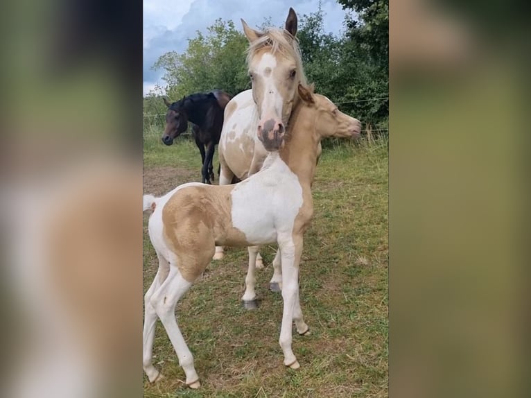 Vollblutaraber Hengst 1 Jahr 150 cm Champagne in Haunetal