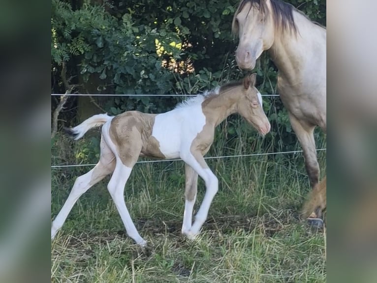 Vollblutaraber Hengst 1 Jahr 150 cm Champagne in Haunetal