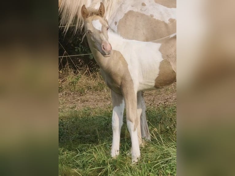 Vollblutaraber Hengst 1 Jahr 150 cm Champagne in Haunetal