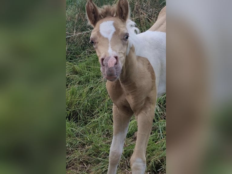 Vollblutaraber Hengst 1 Jahr 150 cm Champagne in Haunetal