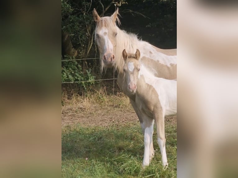 Vollblutaraber Hengst 1 Jahr 150 cm Champagne in Haunetal