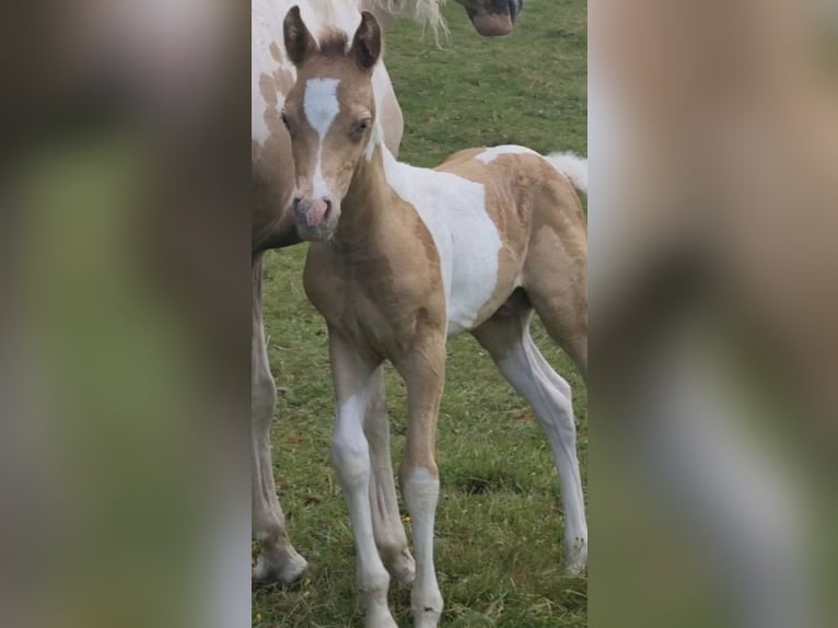 Vollblutaraber Hengst 1 Jahr 150 cm Champagne in Haunetal