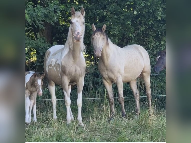 Vollblutaraber Hengst 1 Jahr 150 cm Champagne in Haunetal