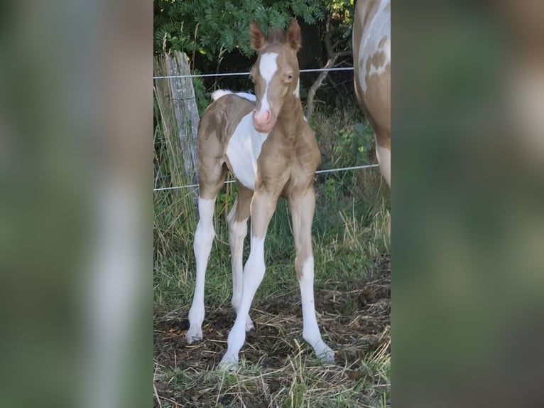 Vollblutaraber Hengst 1 Jahr 150 cm Champagne in Haunetal