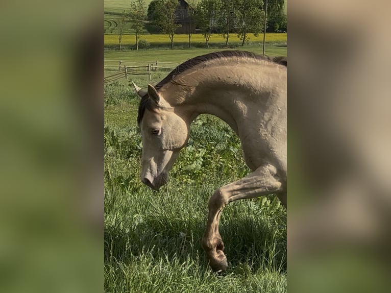 Vollblutaraber Hengst 1 Jahr 150 cm Champagne in Haunetal