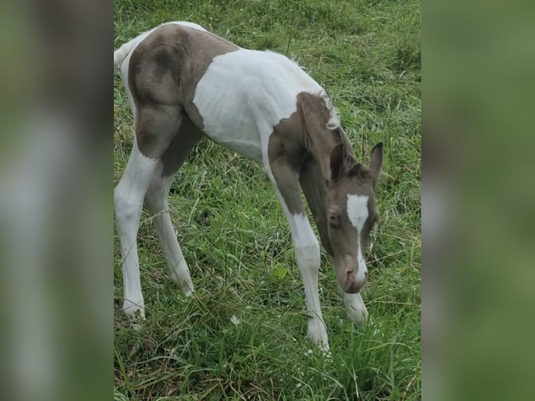 Vollblutaraber Hengst 1 Jahr 150 cm Champagne in Haunetal