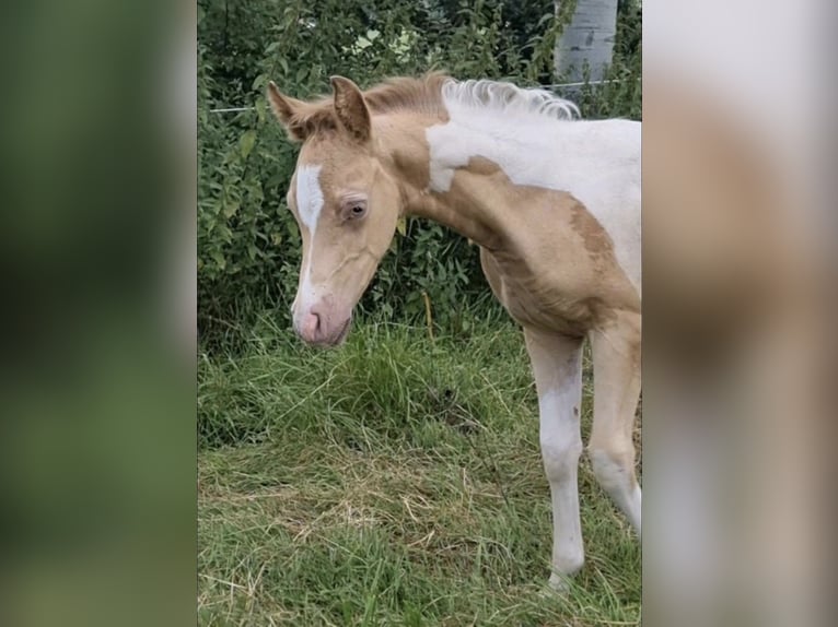 Vollblutaraber Hengst 1 Jahr 150 cm Champagne in Haunetal