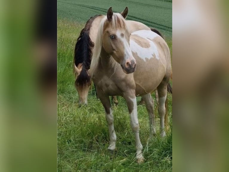 Vollblutaraber Hengst 1 Jahr 150 cm Champagne in Haunetal