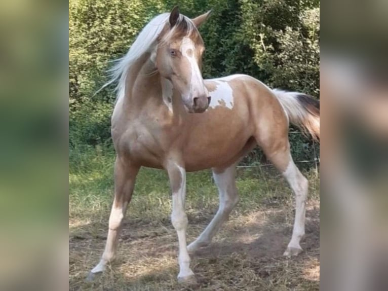Vollblutaraber Hengst 1 Jahr 150 cm Champagne in Haunetal