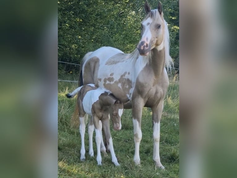 Vollblutaraber Hengst 1 Jahr 150 cm Champagne in Haunetal