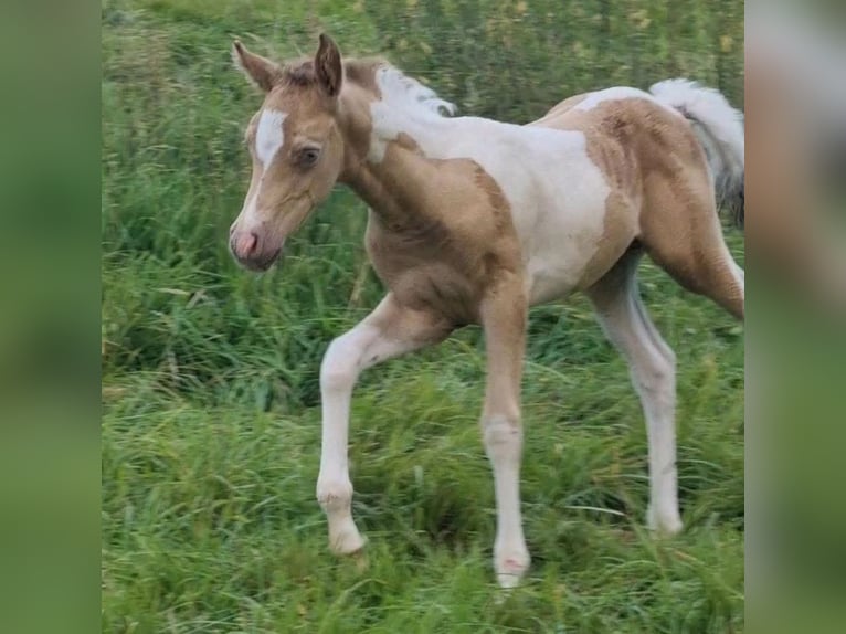 Vollblutaraber Hengst 1 Jahr 150 cm Champagne in Haunetal
