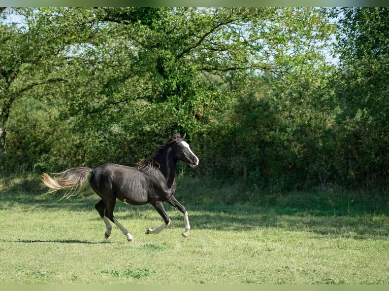 Vollblutaraber Hengst 1 Jahr 150 cm Rappe in GOVEN