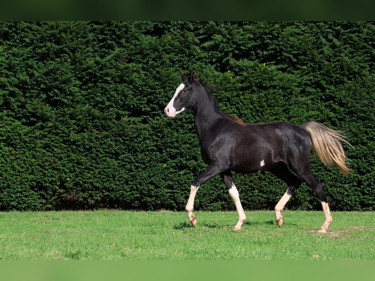 Vollblutaraber Hengst 1 Jahr 150 cm Rappe in GOVEN
