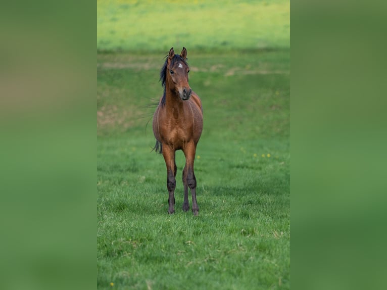 Vollblutaraber Hengst 1 Jahr 153 cm Brauner in Herzberg am Harz