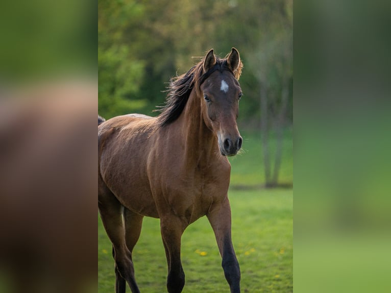 Vollblutaraber Hengst 1 Jahr 153 cm Brauner in Herzberg am Harz