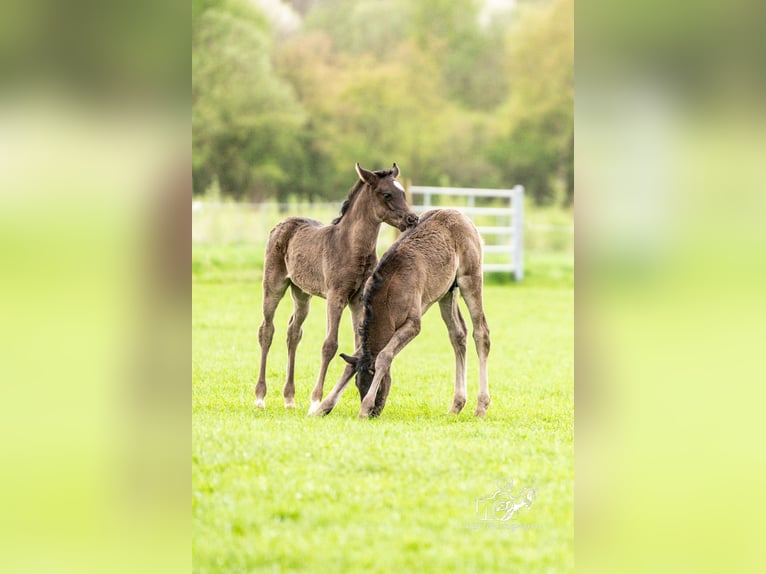 Vollblutaraber Hengst 1 Jahr 153 cm Rappe in Herzberg am Harz