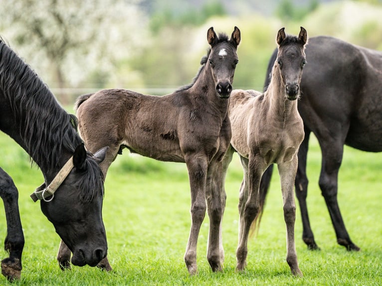 Vollblutaraber Hengst 1 Jahr 153 cm Rappe in Herzberg am Harz