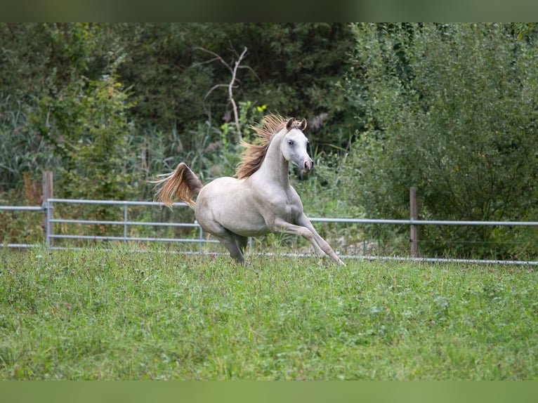 Vollblutaraber Hengst 1 Jahr 153 cm Schimmel in Amtzell