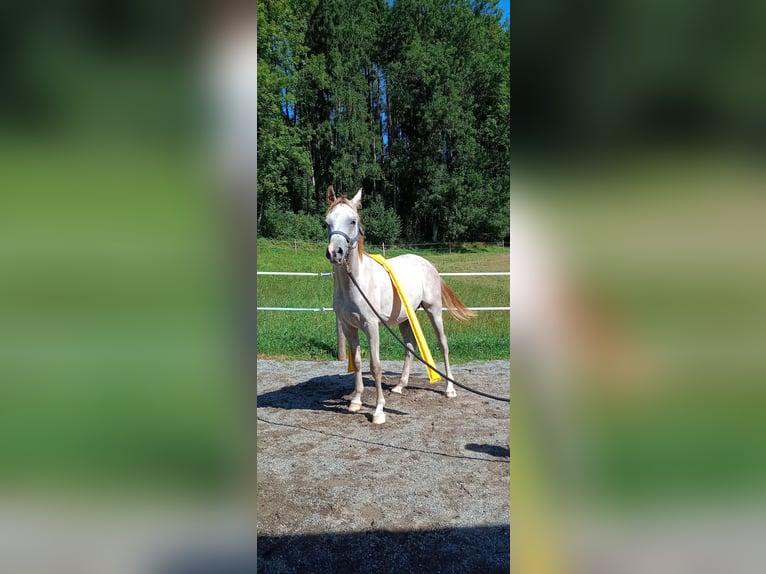 Vollblutaraber Hengst 1 Jahr 153 cm Schimmel in Amtzell