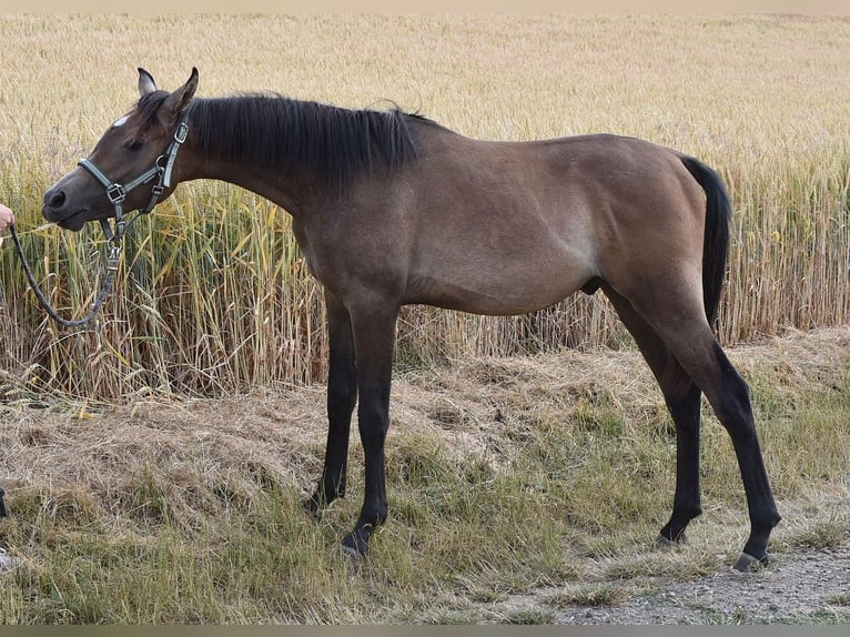 Vollblutaraber Hengst 1 Jahr 154 cm Fliegenschimmel in Elxleben