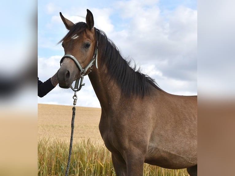 Vollblutaraber Hengst 1 Jahr 154 cm Fliegenschimmel in Elxleben