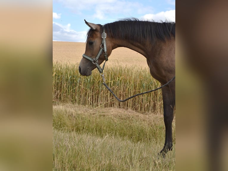 Vollblutaraber Hengst 1 Jahr 154 cm Fliegenschimmel in Elxleben