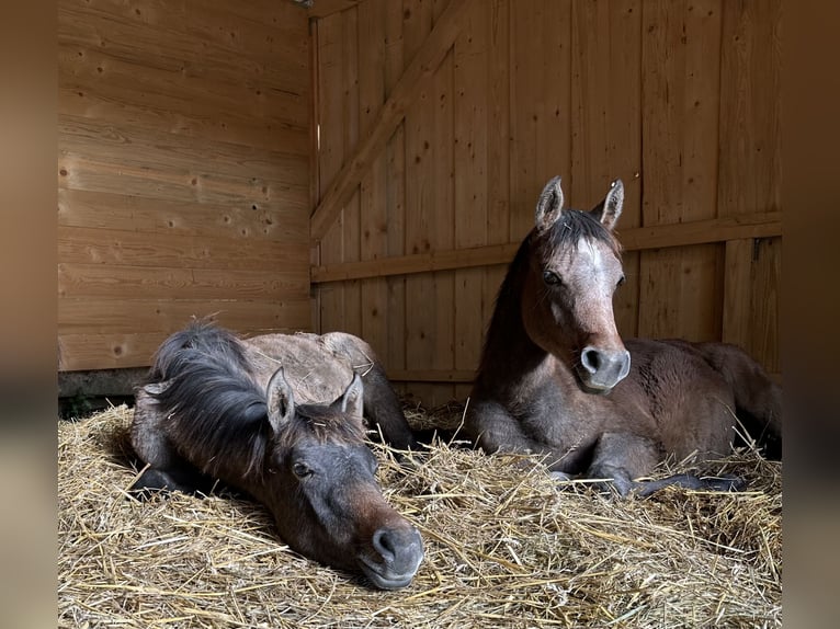 Vollblutaraber Hengst 1 Jahr 154 cm Schimmel in Reichshof