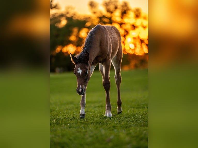 Vollblutaraber Hengst 1 Jahr 155 cm Brauner in Herzberg am Harz