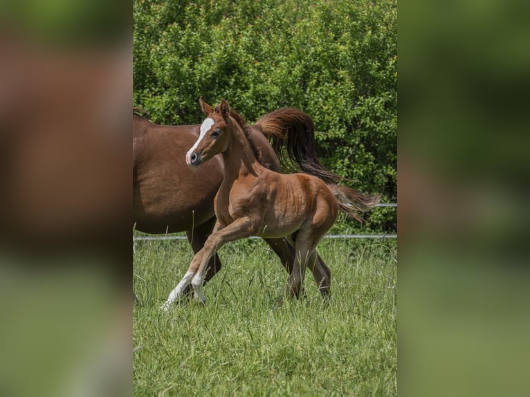 Vollblutaraber Hengst 1 Jahr 155 cm in Gem&#xFC;nden (Felda)