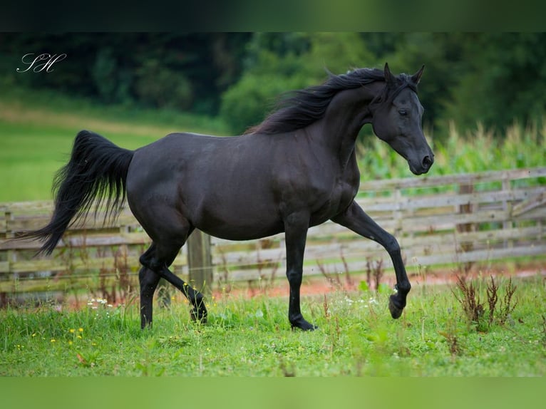 Vollblutaraber Hengst 1 Jahr 155 cm Rappe in Hagendorn