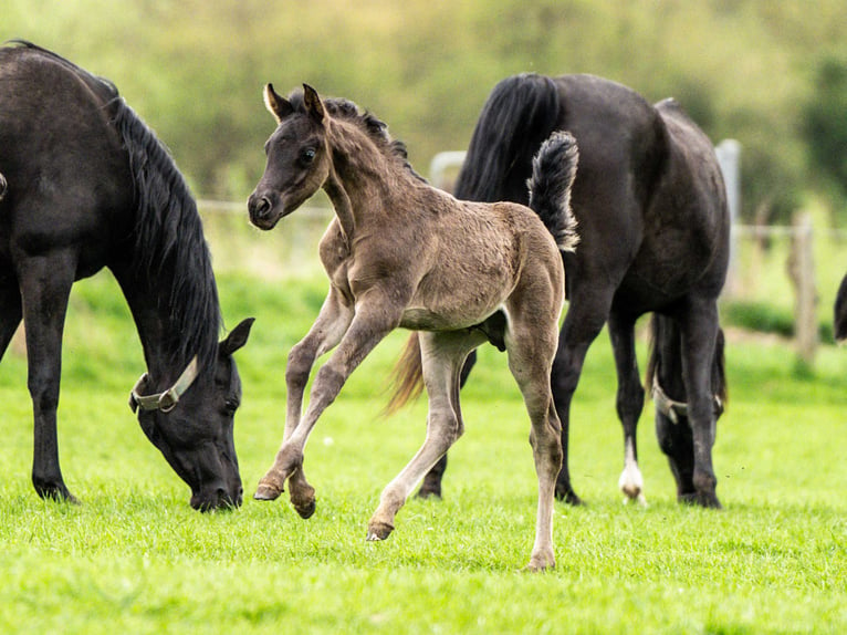 Vollblutaraber Hengst 1 Jahr 155 cm Rappe in Herzberg am Harz