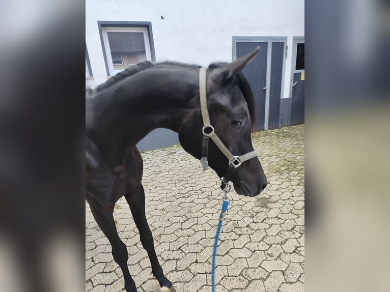 Vollblutaraber Hengst 1 Jahr 155 cm Rappe in Eisenach