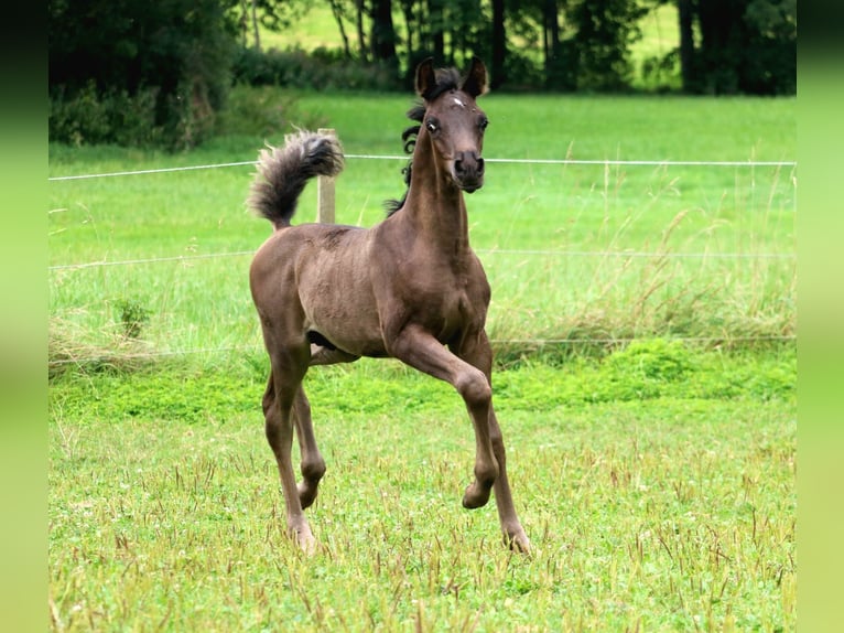 Vollblutaraber Hengst 1 Jahr 155 cm Rappe in Rattenkirchen