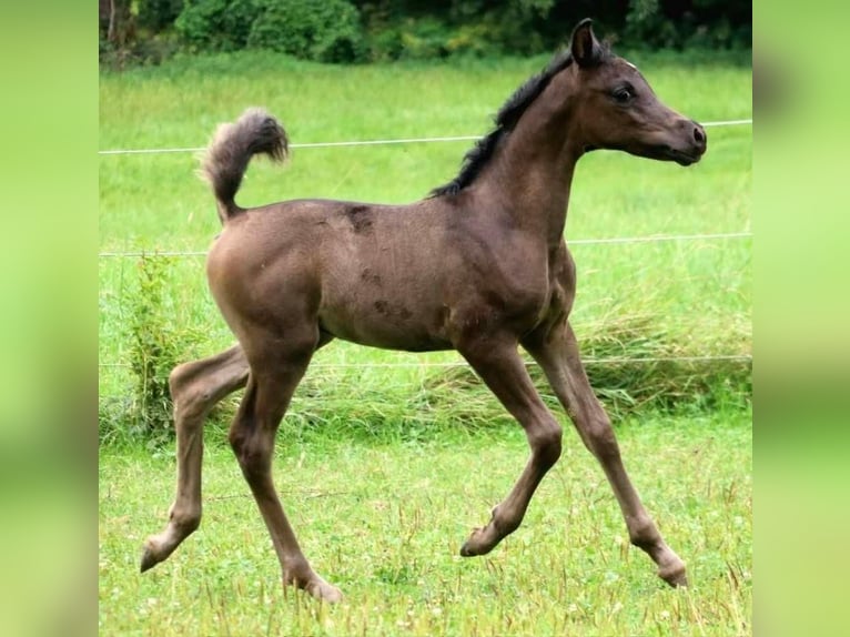 Vollblutaraber Hengst 1 Jahr 155 cm Rappe in Rattenkirchen