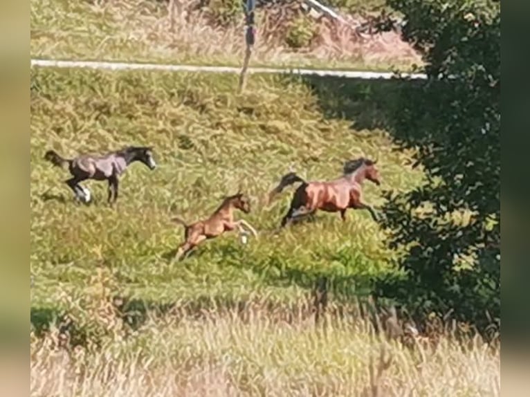 Vollblutaraber Hengst 1 Jahr 155 cm Rappe in Johanniskirchen