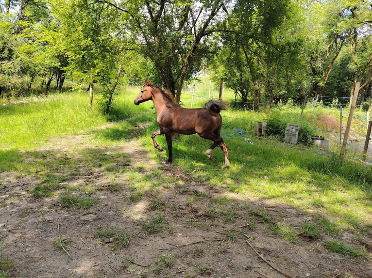 Vollblutaraber Hengst 1 Jahr 155 cm Rotschimmel in Sarreguemines