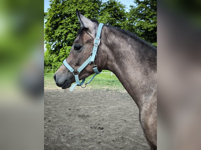 Vollblutaraber Hengst 1 Jahr 155 cm Schimmel in Čazma