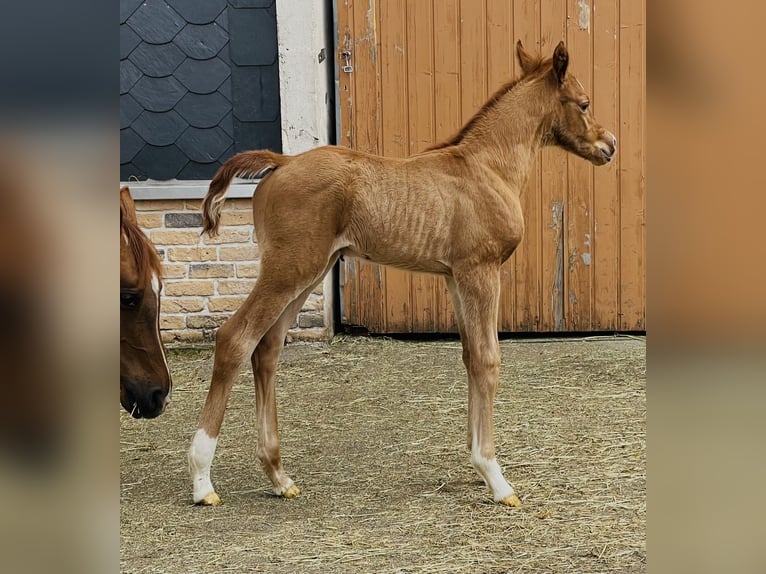 Vollblutaraber Hengst 1 Jahr 156 cm Fuchs in Gemünden (Felda)