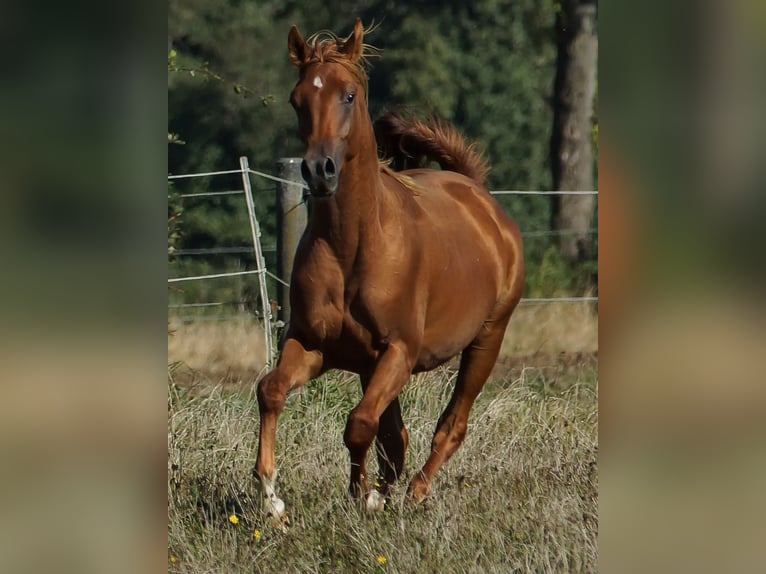 Vollblutaraber Hengst 1 Jahr 156 cm Fuchs in Gemünden (Felda)