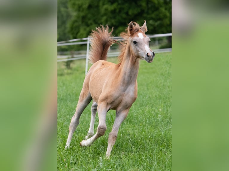 Vollblutaraber Hengst 1 Jahr 156 cm Schimmel in Gemünden (Felda)