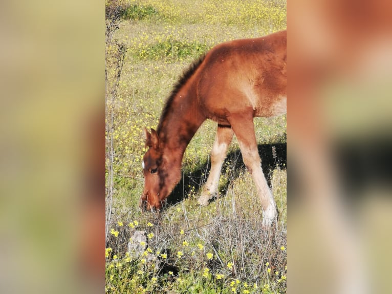 Vollblutaraber Hengst 1 Jahr 158 cm Dunkelfuchs in Albala