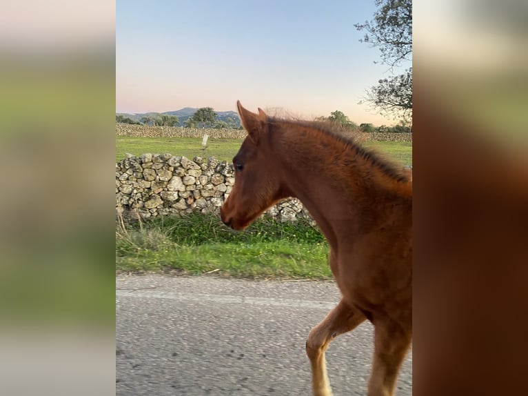 Vollblutaraber Hengst 1 Jahr 158 cm Dunkelfuchs in Albala